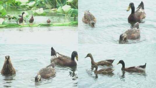 野鸭在南京玄武湖里觅食高清在线视频素材下载