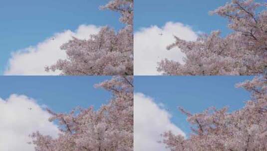 新西兰皇后镇春日樱花树飞机高清在线视频素材下载
