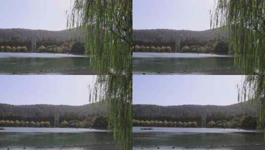 中国杭州西湖湖边柳条摇曳慢镜头高清在线视频素材下载