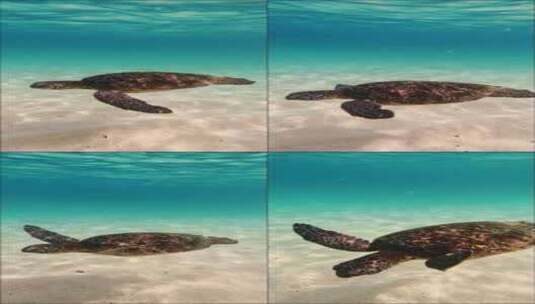 水底跟拍大海龟在水里游泳高清在线视频素材下载