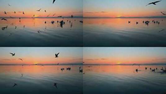落日黄昏昆明滇池水面海鸥剪影高清在线视频素材下载