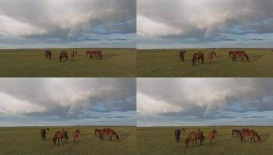 航拍呼伦贝尔秋天的草原马群 彩虹高清在线视频素材下载