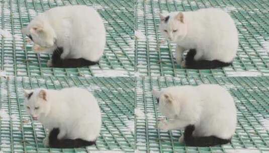冬季白猫在地上舔爪子高清在线视频素材下载
