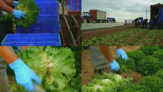 农场宣传片机械化收获蔬菜高清在线视频素材下载