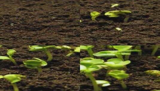 发芽种子破土而出生命力高清在线视频素材下载
