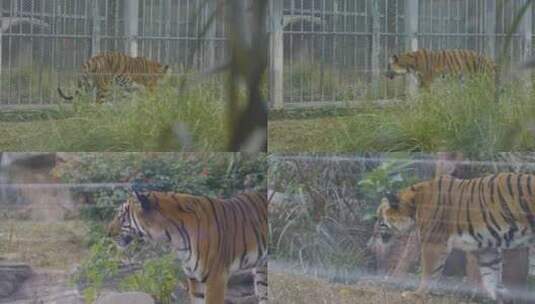 2024广州动物园游览老虎白虎高清在线视频素材下载