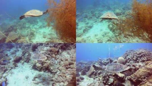 一只海龟在五颜六色的珊瑚中游泳。概念：动高清在线视频素材下载