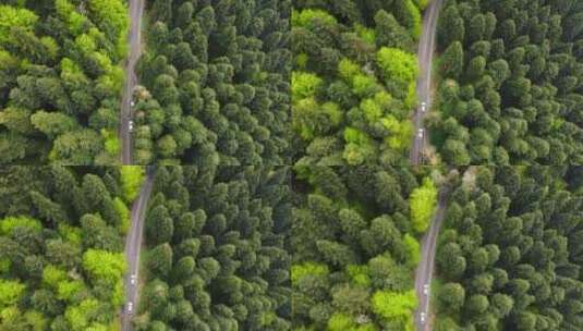 绿色森林公路_4k高清在线视频素材下载