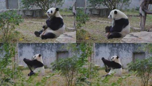 2024广州动物园游览游客大熊猫雅一高清在线视频素材下载