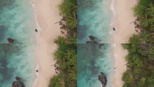 4k60 Fps加勒比海滩与棕榈树仙人掌高清在线视频素材下载