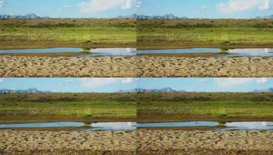 青海湖边湿地上的小水鸟高清在线视频素材下载