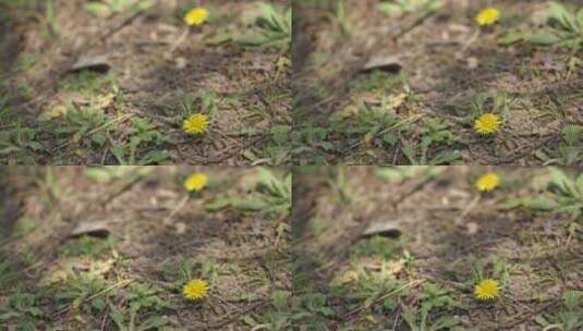 森林的小黄花花朵野花环境空镜高清在线视频素材下载