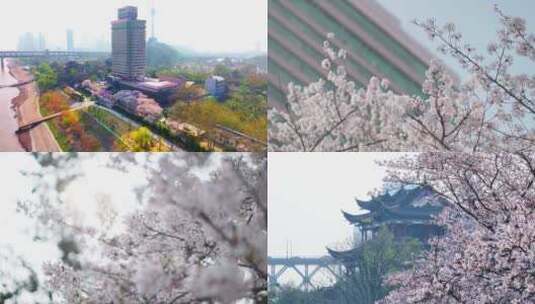 【多镜头】武汉晴川饭店樱花航拍高清在线视频素材下载