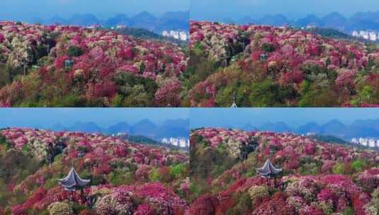 贵州毕节百里杜鹃景区航拍高清在线视频素材下载