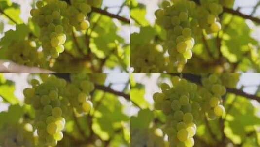 绿色葡萄集群在藤蔓上与叶子酿酒和葡萄栽培高清在线视频素材下载