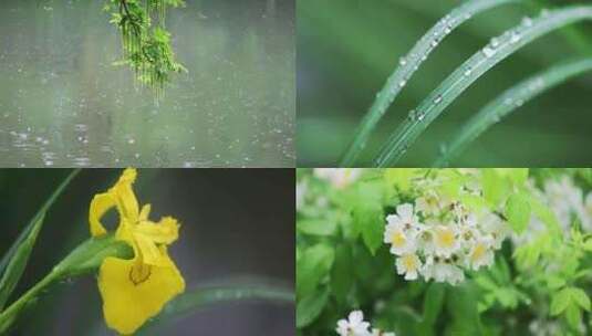 （合集）春雨下雨雨天唯美治愈微距空镜高清在线视频素材下载