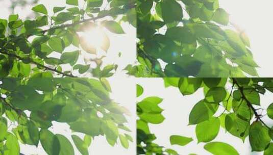 阳光穿过树叶 绿叶叶子高清在线视频素材下载