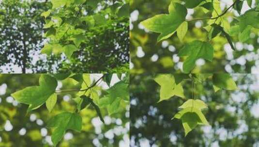 清新绿叶枫叶自然空镜高清在线视频素材下载