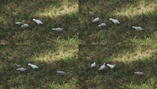 鸽子在草地上觅食行走和平高清在线视频素材下载