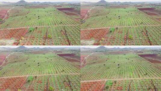 智能农业技术——肯尼亚鳄梨农场的无人机视高清在线视频素材下载