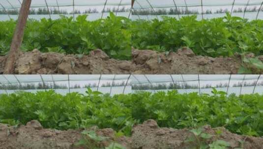 大棚芹菜种植高清在线视频素材下载
