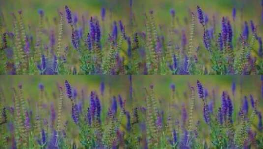 紫色的花薰衣草鼠尾草高清在线视频素材下载