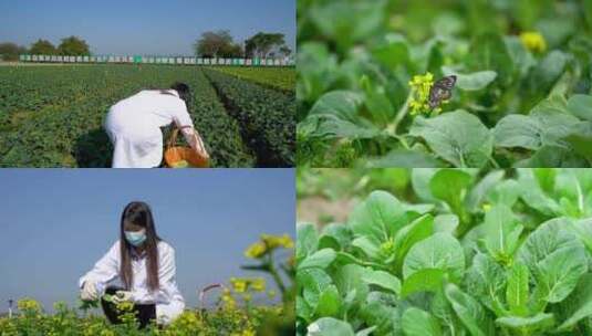 （原创）蔬菜基地摘菜高清在线视频素材下载