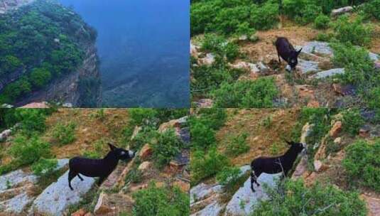 黔之驴/大山里的小毛驴高清在线视频素材下载