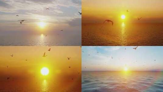 4K海面夕阳下的海鸥群高清在线视频素材下载