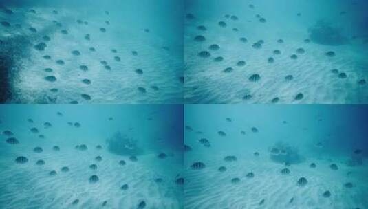 条纹鱼在珊瑚礁附近的海床上游泳高清在线视频素材下载