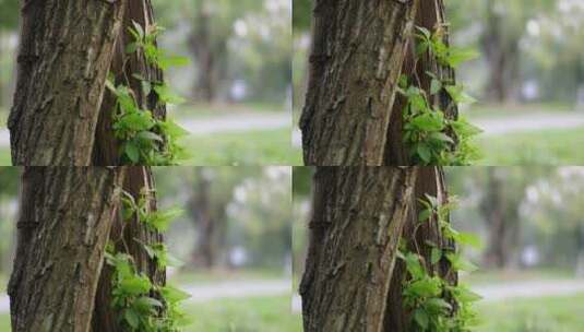 自然树洞绿植阳光近景固定高清在线视频素材下载