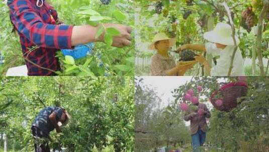 水果采摘 水果成熟 丰收 果园采摘高清在线视频素材下载