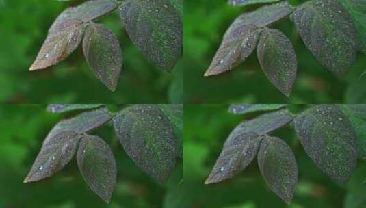 夏季早晨阳光植物叶子上的露水水珠高清在线视频素材下载