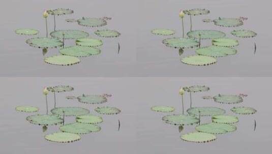 夏日荷塘荷花倒影空镜高清在线视频素材下载