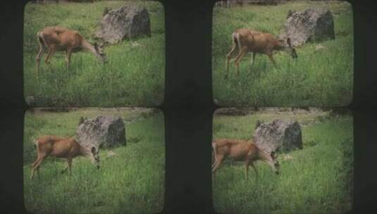 鹿在巨石附近吃草8毫米胶片风格高清在线视频素材下载