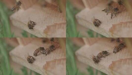蜜蜂，飞行，昆虫，蜂巢高清在线视频素材下载