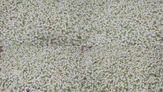 唯美茉莉花与茉莉花茶制作福州茉莉花种植园高清在线视频素材下载