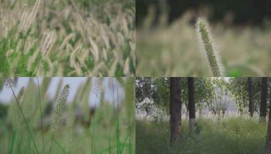 狗尾巴草，狗尾草，4K升格视频素材高清在线视频素材下载