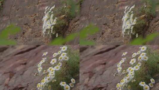 悬崖绝壁上盛开的太行菊【套组素材】04高清在线视频素材下载