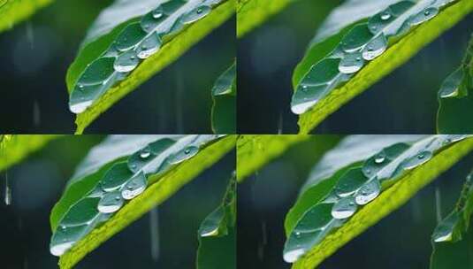 绿叶上的雨滴特写高清在线视频素材下载