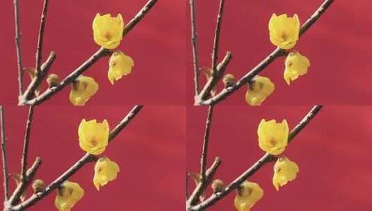 红墙金黄腊梅花朵盛开特写高清在线视频素材下载