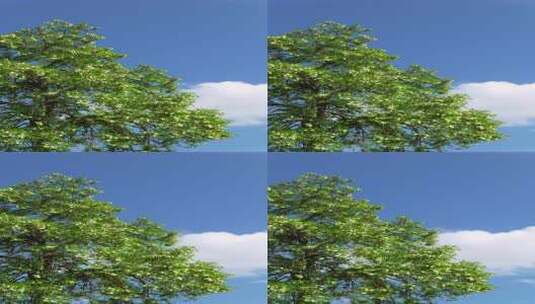 春天盛开着白色洋槐花的槐树高清在线视频素材下载