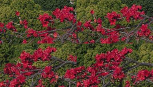 枝头盛开的木棉花特写高清在线视频素材下载