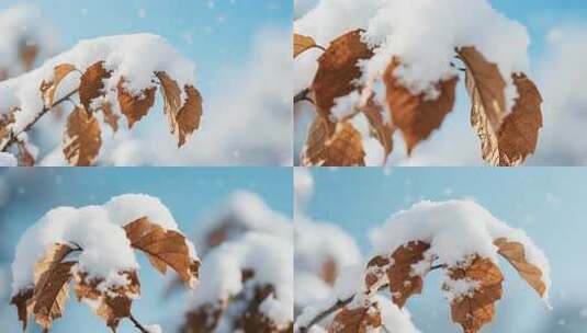 覆雪枯叶特写高清在线视频素材下载