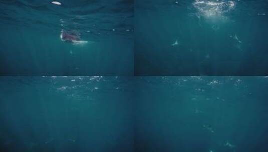 海底蝠鲼鱼群杰克风暴高清在线视频素材下载