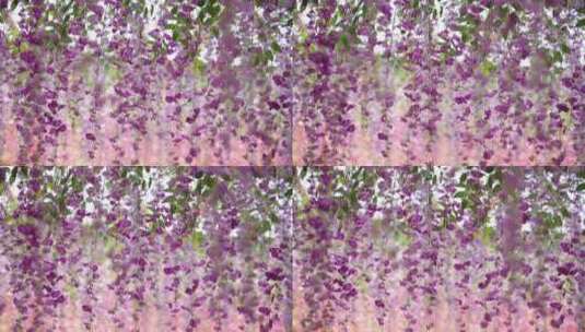 走廊里的紫藤花高清在线视频素材下载