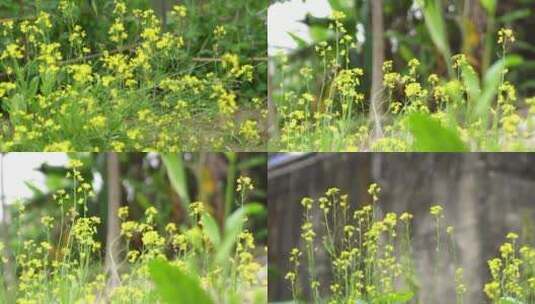 广东农村油菜花高清在线视频素材下载