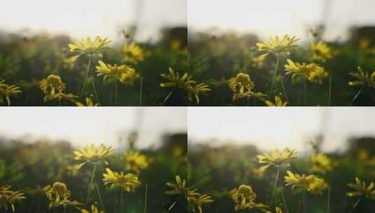 春天阳光下随风摇曳的黄金菊花朵唯美空镜高清在线视频素材下载