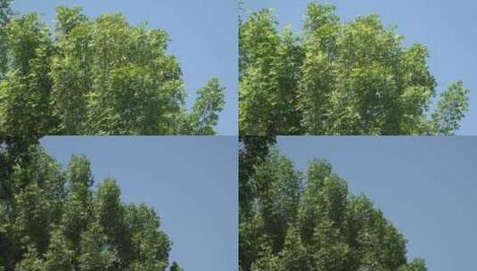 大风中的绿树高清在线视频素材下载