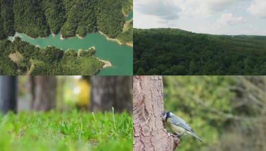 自然生态宣传 航拍原始森林氧吧河流草地鸟儿植物高清在线视频素材下载